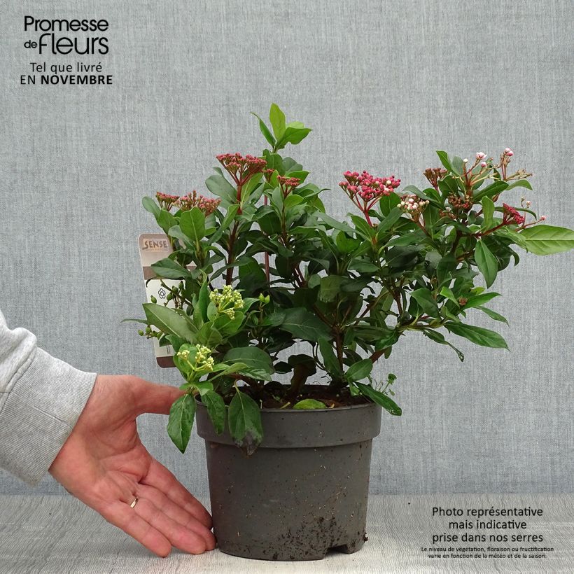 Exemplaar van Viburnum tinus Gwenllian - Lauriersneeuwbal Pot van 2 l/3 l zoals geleverd in de herfst