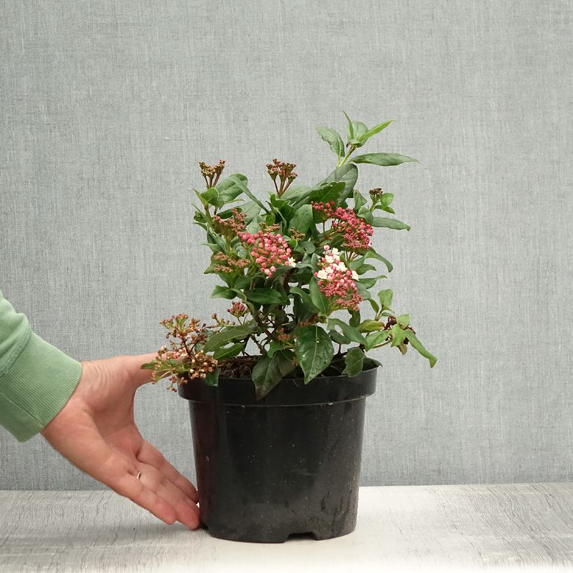 Exemplaar van Viburnum tinus Gwenllian - Lauriersneeuwbal Pot van 2 l/3 l zoals geleverd in de zomer