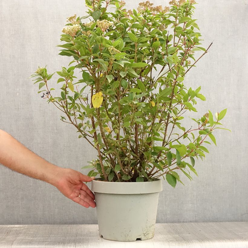 Exemplaar van Viburnum tinus Spirit - Lauriersneeuwbal Pot van 7,5 l/10 l zoals geleverd in de zomer