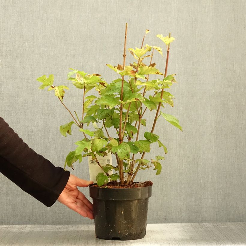 Exemplaar van Viburnum opulus Park Harvest - Gelderse roos Pot van 2 l/3 l zoals geleverd in de herfst
