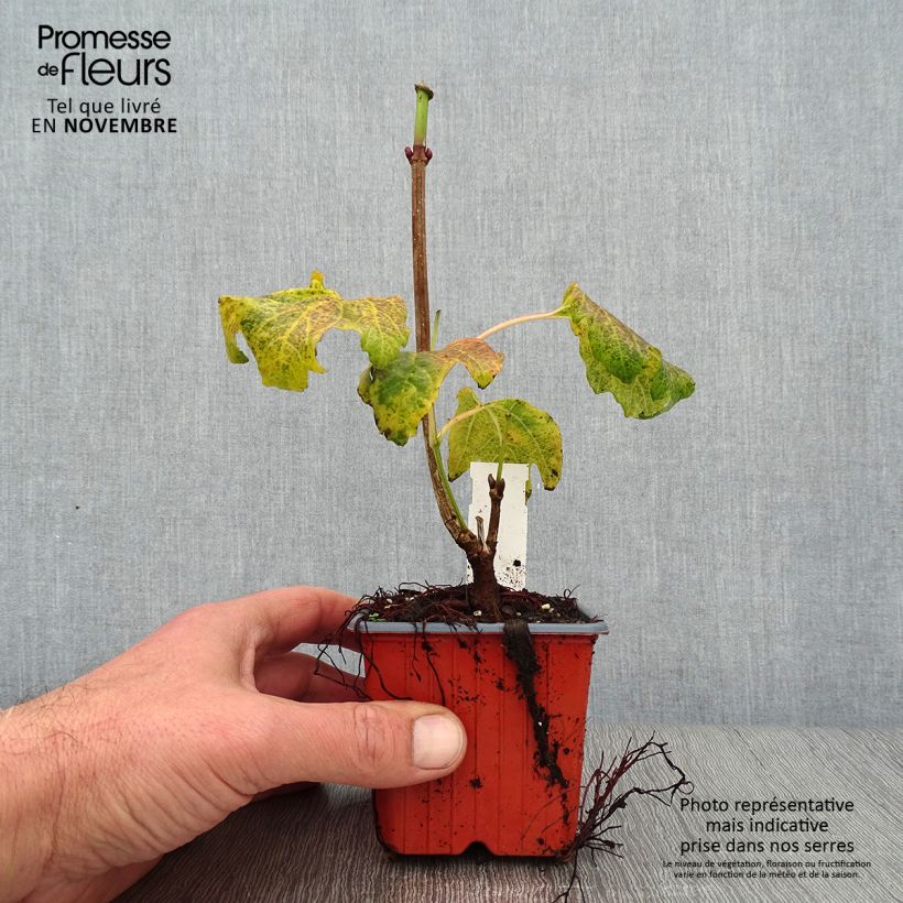 Exemplaar van Viburnum opulus Compactum - Gelderse roos Kweekpotje van 8/9 cm zoals geleverd in de herfst