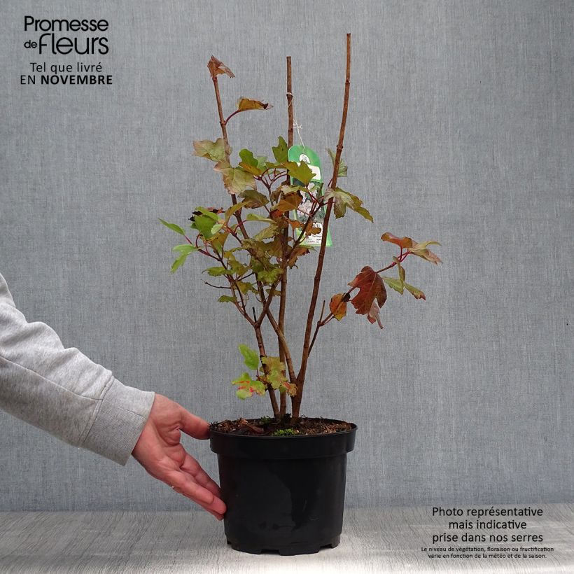 Exemplaar van Viburnum opulus - Gelderse roos Pot van 2 l/3 l zoals geleverd in de herfst