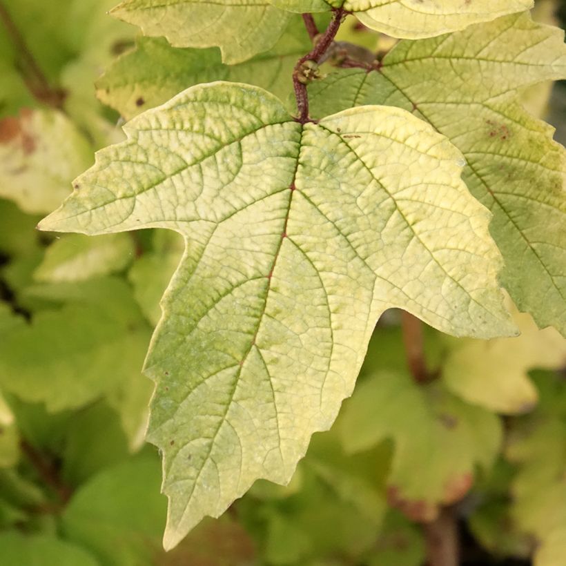 Viburnum opulus Oh Canada - Gelderse roos (Blad)