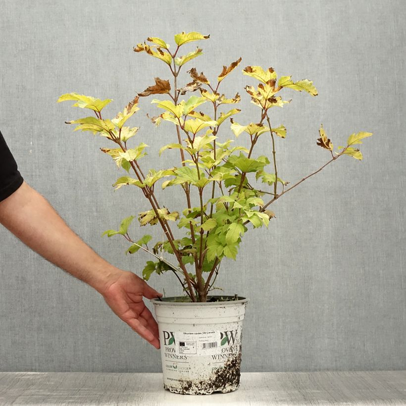 Exemplaar van Viburnum opulus Oh Canada - Gelderse roos Pot van 4 l/5 l zoals geleverd in de zomer