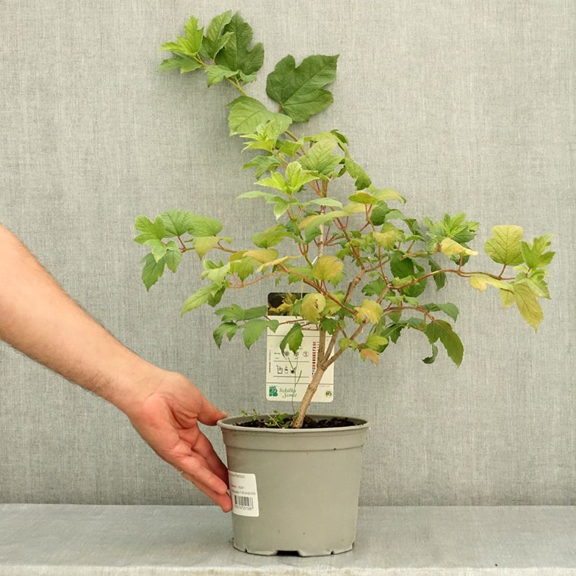 Exemplaar van Viburnum opulus Pechcin - Gelderse roos Pot van 3 l/4 l zoals geleverd in de zomer