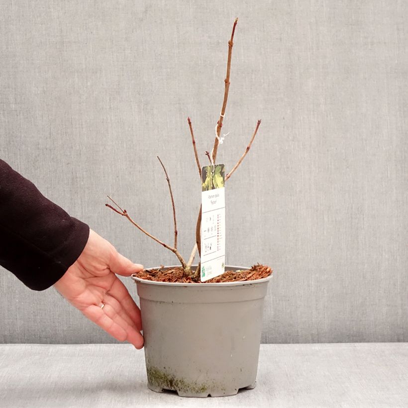 Exemplaar van Viburnum opulus Pechcin - Gelderse roos Pot van 3 l/4 l zoals geleverd in de winter