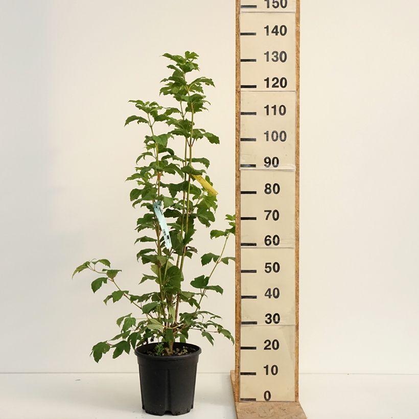 Exemplaar van Viburnum opulus - Gelderse roos Pot van 7,5 l/10 l zoals geleverd in de zomer