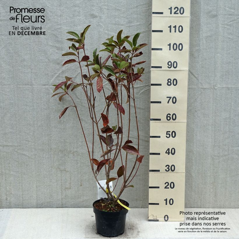 Exemplaar van Viburnum odoratissimum - Sneeuwbal Pot van 2 l/3 l zoals geleverd in de herfst