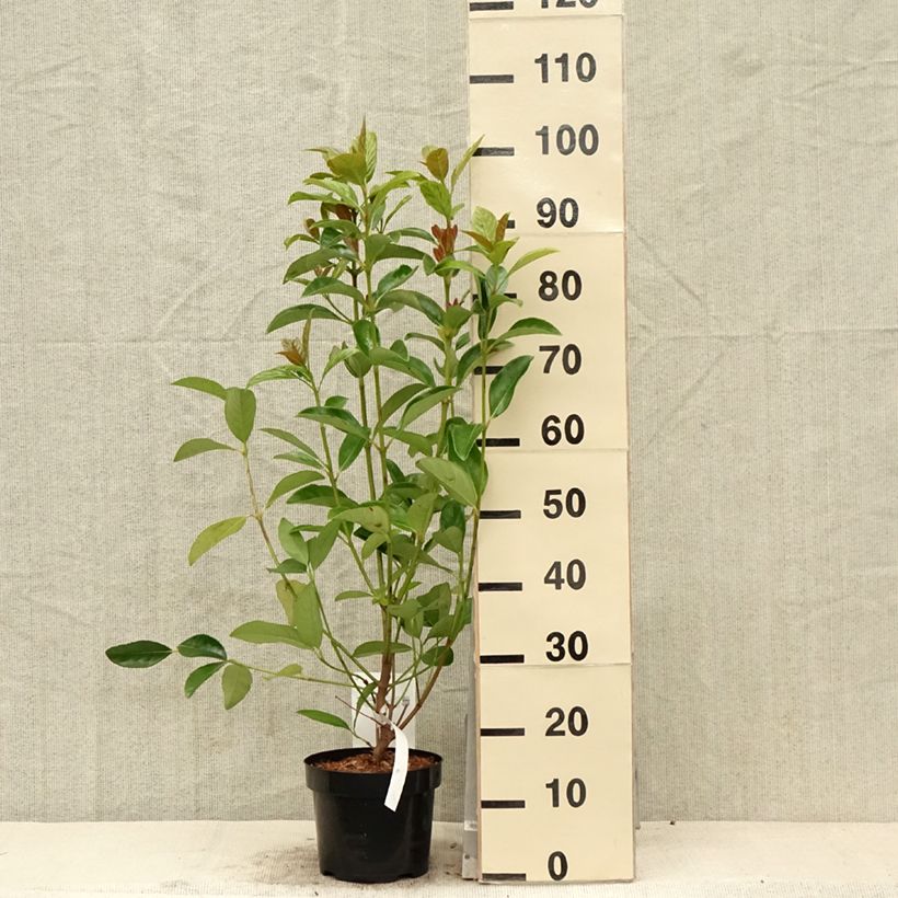 Exemplaar van Viburnum odoratissimum - Sneeuwbal Pot van 2 l/3 l zoals geleverd in de lente