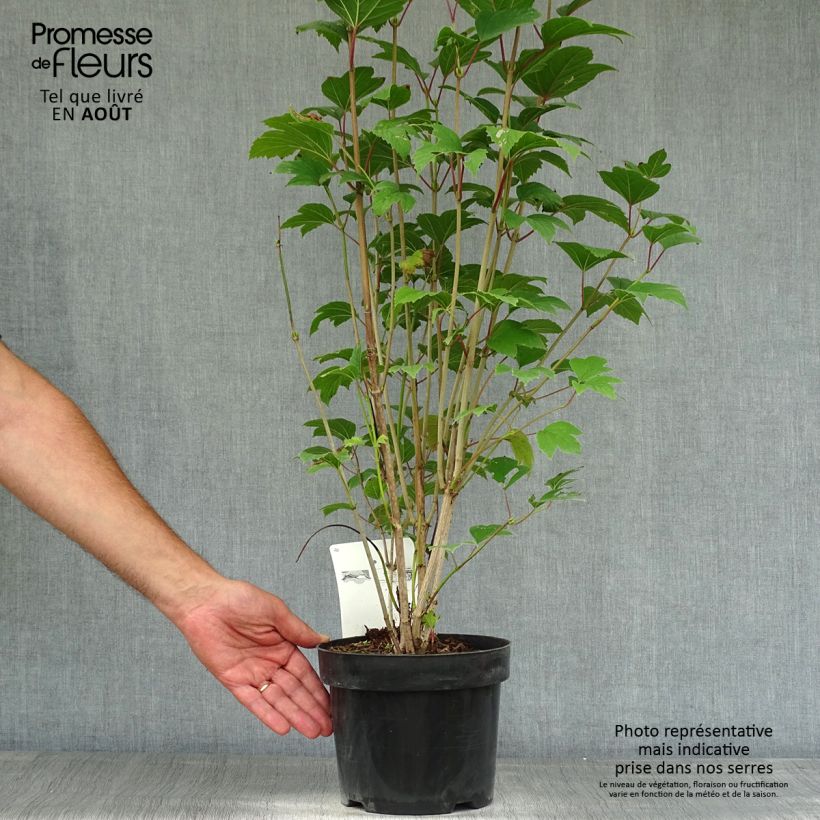 Exemplaar van Viburnum trilobum Bailey Compact - Sneeuwbal Pot van 3 l/4 l zoals geleverd in de zomer