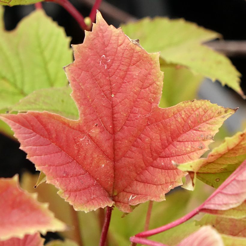 Viburnum trilobum Spring Red Compact - Sneeuwbal (Blad)