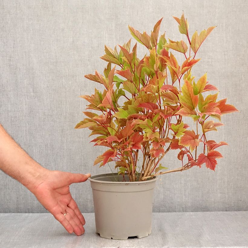 Exemplaar van Viburnum trilobum Spring Red Compact - Sneeuwbal Pot van 3 l/4 l zoals geleverd in de zomer