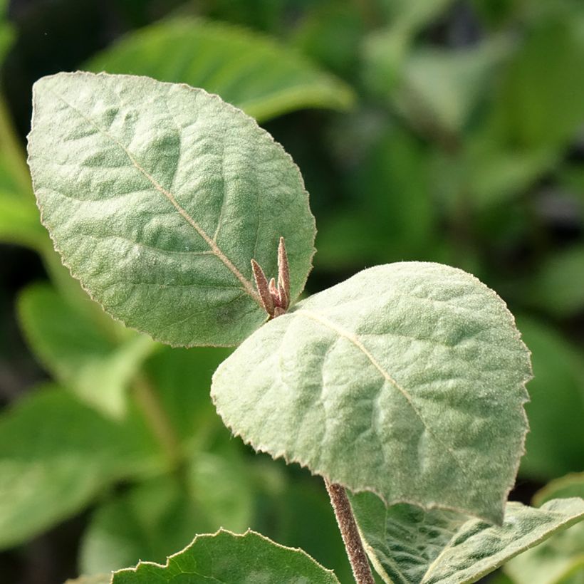 Viburnum carlesii Aurora - Koreaanse sneeuwbal (Blad)