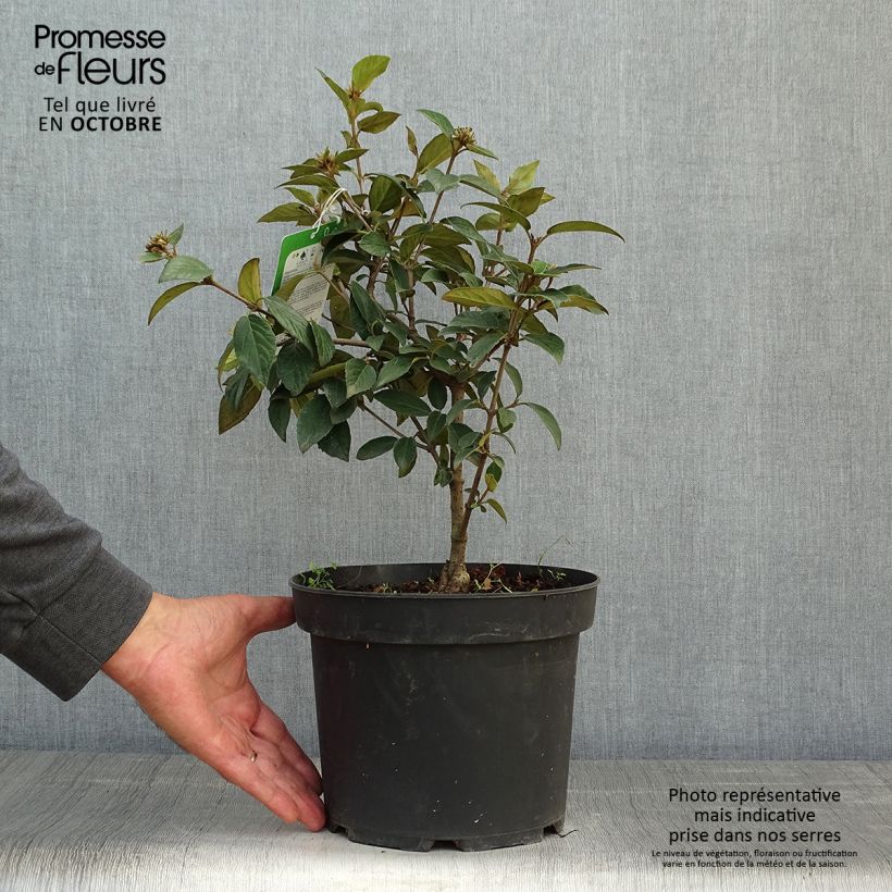 Exemplaar van Viorne - Viburnum Eskimo Pot de 2L/3L zoals geleverd in de herfst