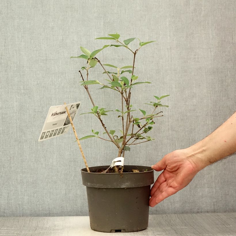 Exemplaar van Viburnum Eskimo - Sneeuwbal Pot van 4 l/5 l zoals geleverd in de zomer
