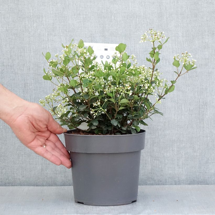Exemplaar van Viburnum Fairy Stars - Sneeuwbal Pot van 3 l/4 l zoals geleverd in de lente