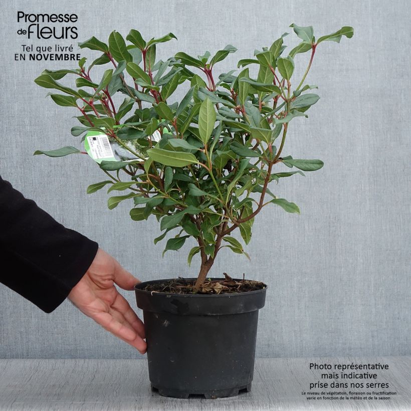 Exemplaar van Viburnum Jermyns Globe - Sneeuwbal Pot van 3 l/4 l zoals geleverd in de herfst