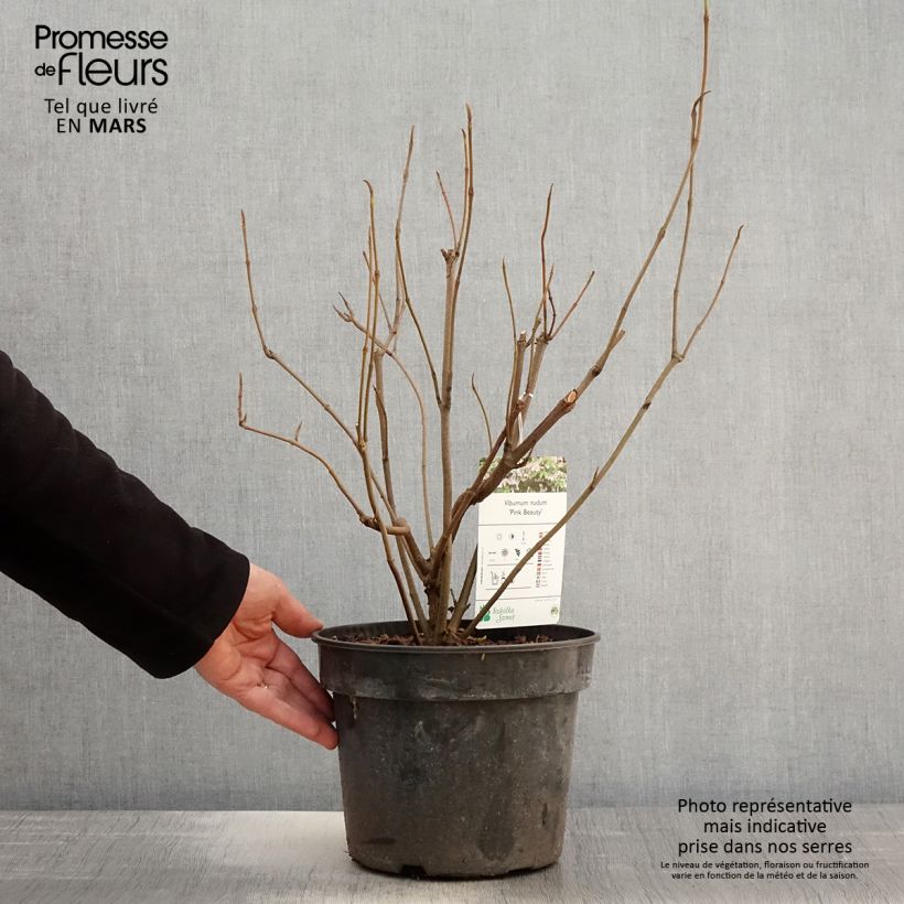 Exemplaar van Viburnum nudum Pink Beauty - Sneeuwbal Pot van 3 l/4 l zoals geleverd in de lente