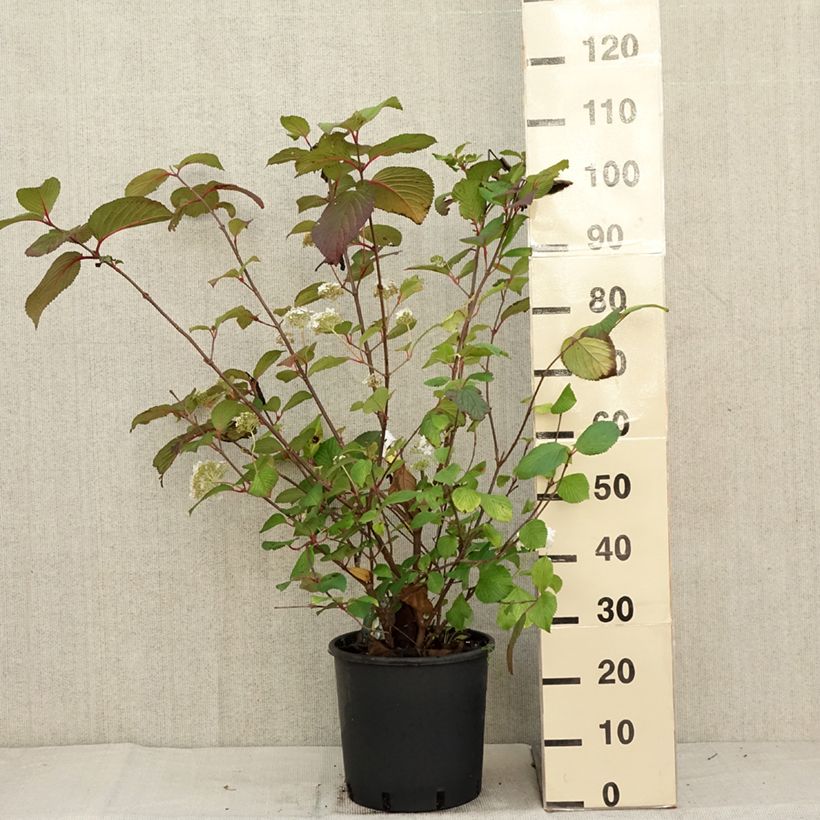 Exemplaar van Viburnum plicatum Grandiflorum Noble - Japanse sneeuwbal Pot van 12 l/15 l zoals geleverd in de herfst