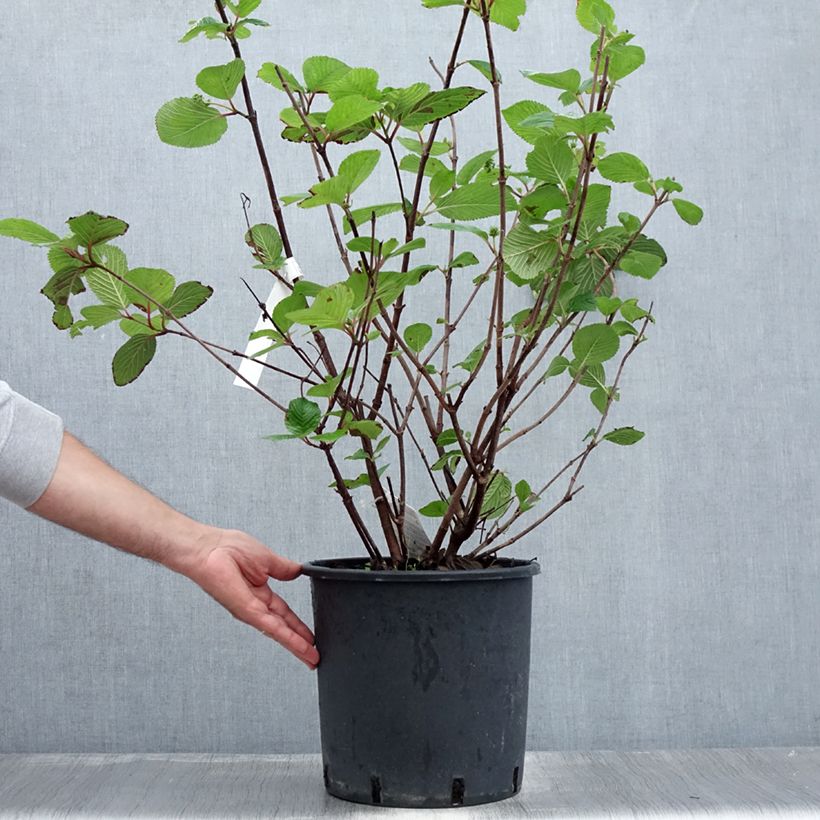 Exemplaar van Viburnum plicatum Grandiflorum Noble - Japanse sneeuwbal Pot van 12 l/15 l zoals geleverd in de zomer