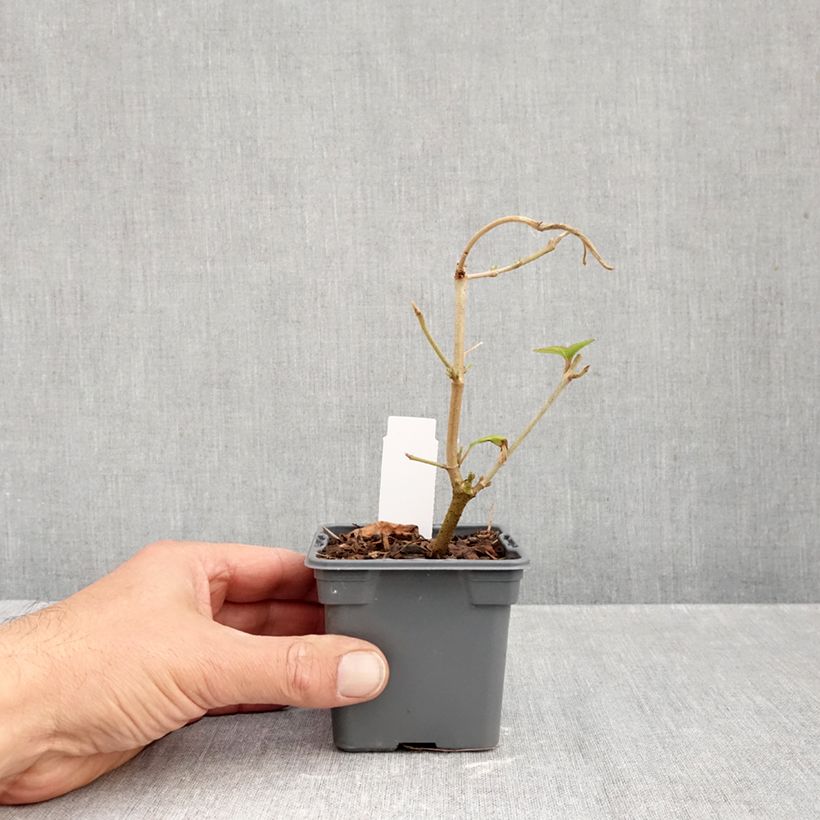 Exemplaar van Viorne - Viburnum plicatum Kilimandjaro Godet de 8/9 cm zoals geleverd in de herfst
