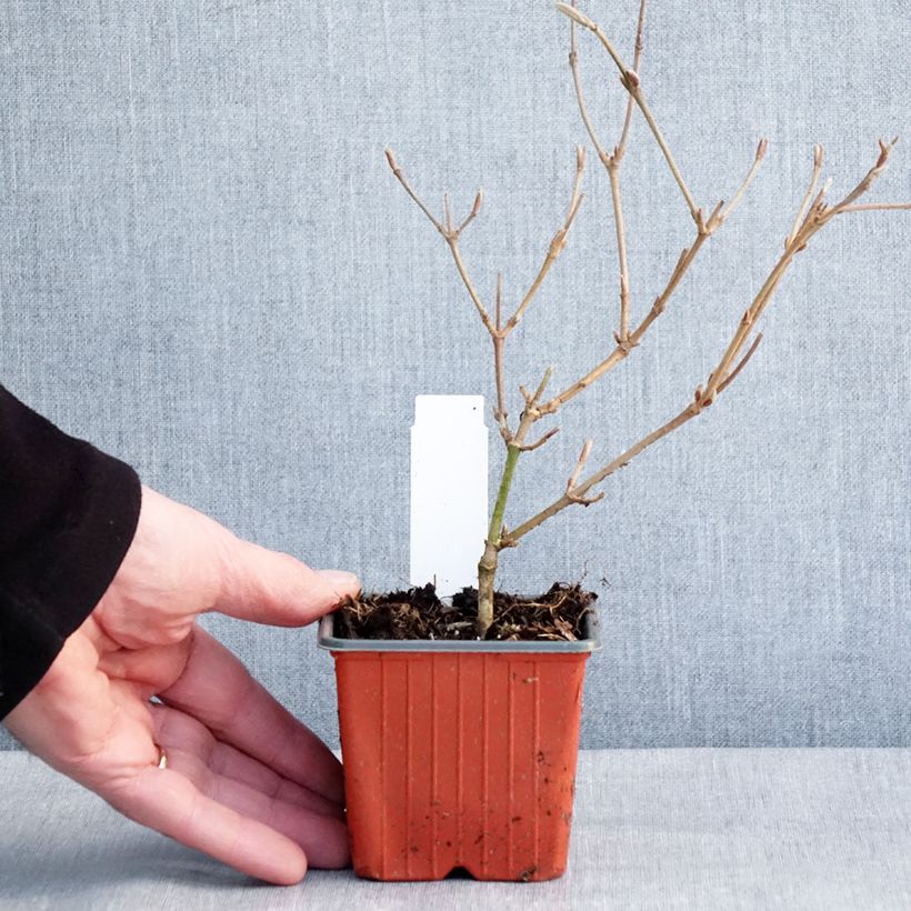 Exemplaar van Viorne - Viburnum plicatum Kilimandjaro Godet de 8/9 cm zoals geleverd in de winter