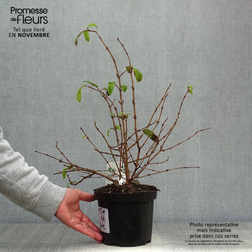 Exemplaar van Viburnum plicatum Kilimanjaro - Japanse sneeuwbal Pot van 2 l/3 l zoals geleverd in de herfst