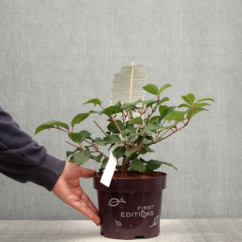 Exemplaar van Viburnum plicatum Opening Day - Japanse sneeuwbal Pot van 1,5 l/2 l zoals geleverd in de zomer