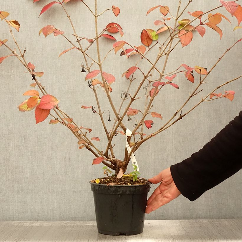 Exemplaar van Viburnum plicatum Opening Day - Japanse sneeuwbal Pot van 3 l/4 l zoals geleverd in de herfst
