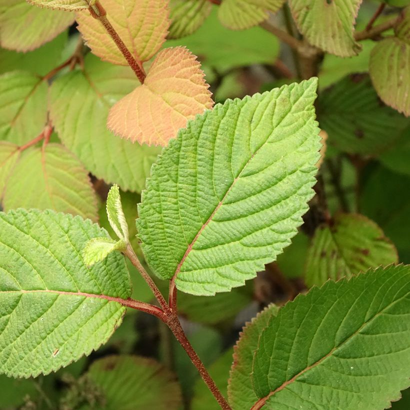 Viburnum plicatum Opening Day - Japanse sneeuwbal (Blad)
