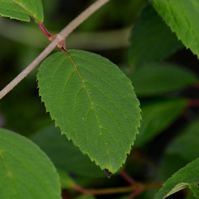 Viburnum plicatum Pink Beauty - Japanse sneeuwbal (Foliage)