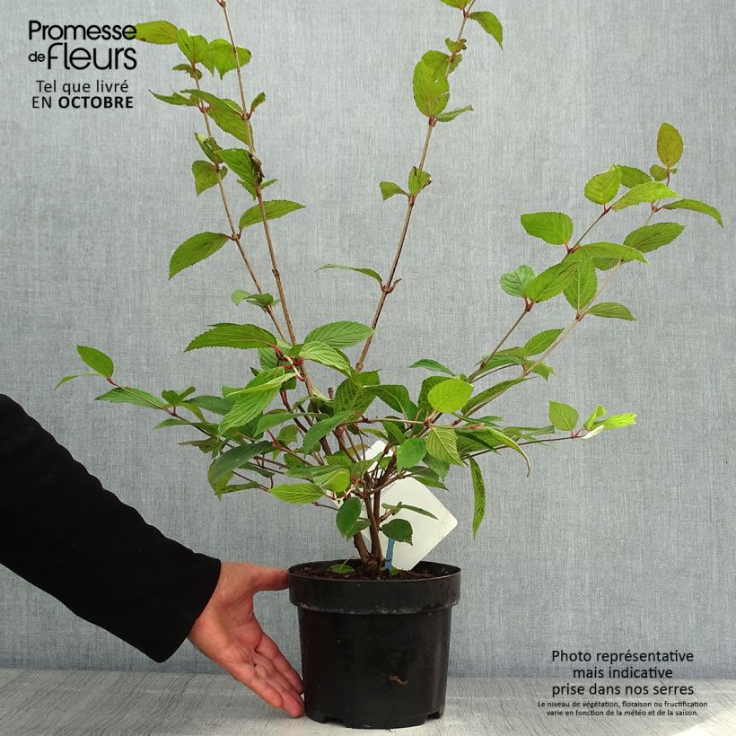 Exemplaar van Viburnum plicatum Pink Beauty - Japanse sneeuwbal Pot van 2 l/3 l zoals geleverd in de herfst