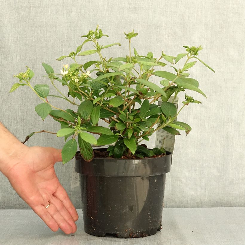 Exemplaar van Viburnum plicatum Pinkawai - Japanse sneeuwbal Pot van 3 l/4 l zoals geleverd in de zomer