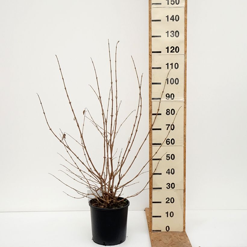 Exemplaar van Viburnum plicatum Popcorn - Japanse sneeuwbal Pot van 12 l/15 l zoals geleverd in de herfst