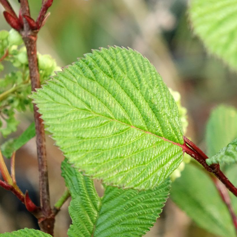 Viburnum plicatum Rotundifolium - Japanse sneeuwbal (Blad)