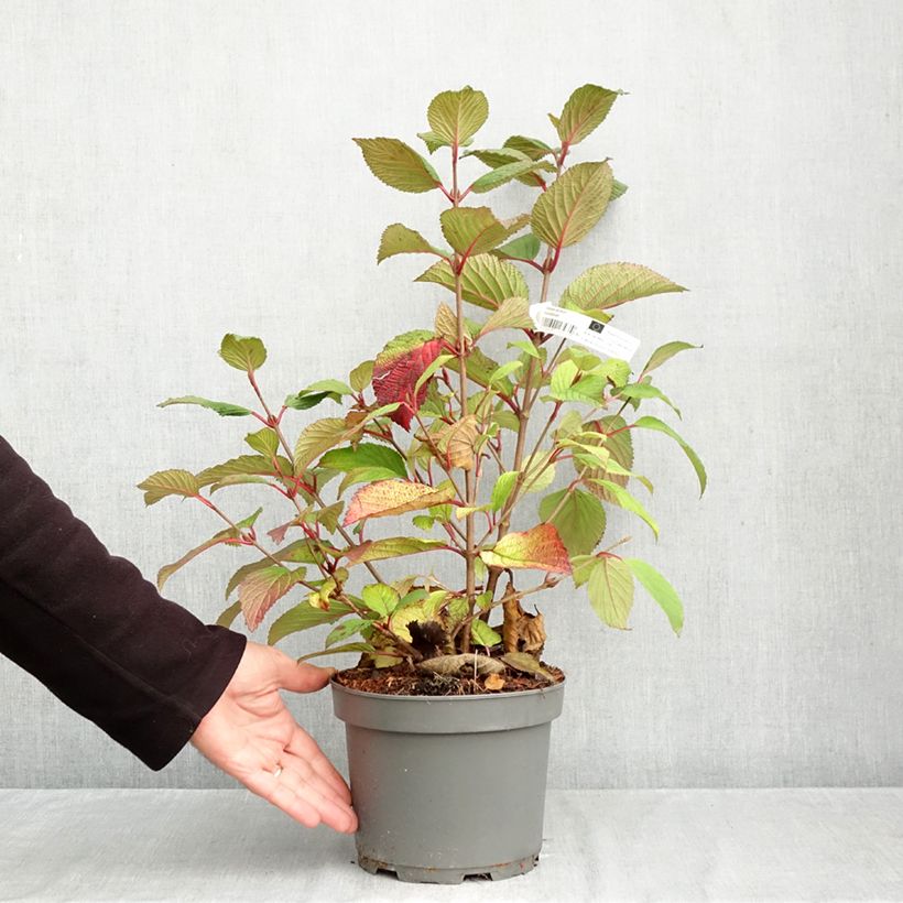 Exemplaar van Viburnum plicatum Rotundifolium - Japanse sneeuwbal Pot van 3 l/4 l zoals geleverd in de herfst