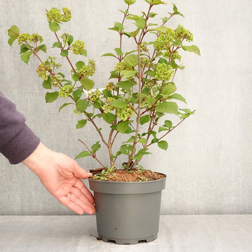 Exemplaar van Viburnum plicatum Rotundifolium - Japanse sneeuwbal Pot van 3 l/4 l zoals geleverd in de lente