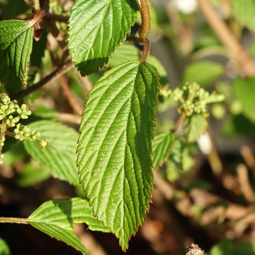 Viburnum plicatum Shirogami - Japanse sneeuwbal (Blad)