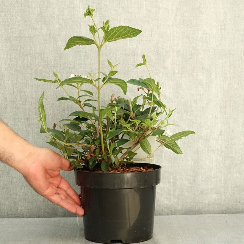 Exemplaar van Viburnum plicatum Shirogami - Japanse sneeuwbal Pot van 3 l/4 l zoals geleverd in de zomer