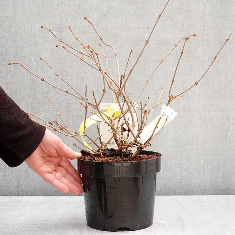 Exemplaar van Viburnum plicatum Shirogami - Japanse sneeuwbal Pot van 3 l/4 l zoals geleverd in de winter