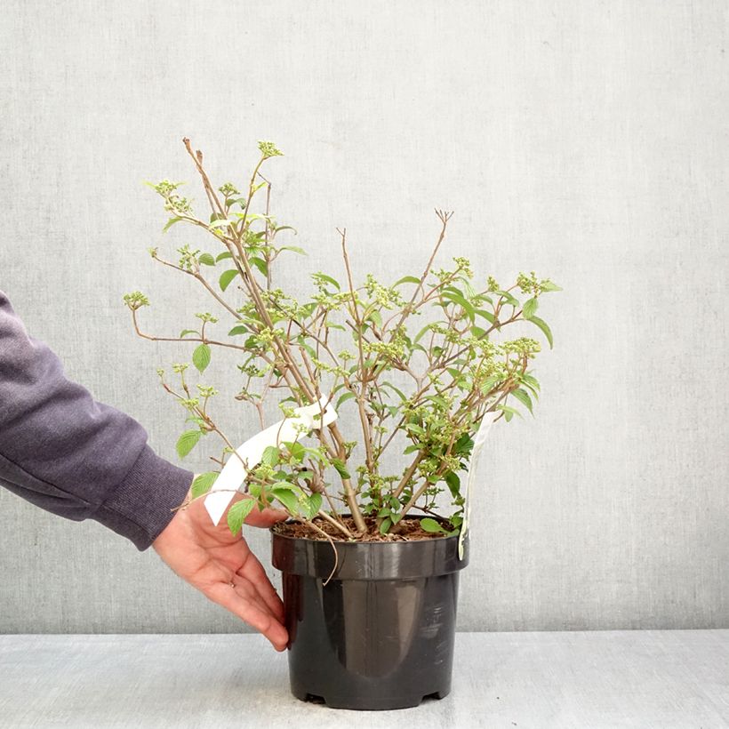 Exemplaar van Viburnum plicatum Shirogami - Japanse sneeuwbal Pot van 3 l/4 l zoals geleverd in de lente