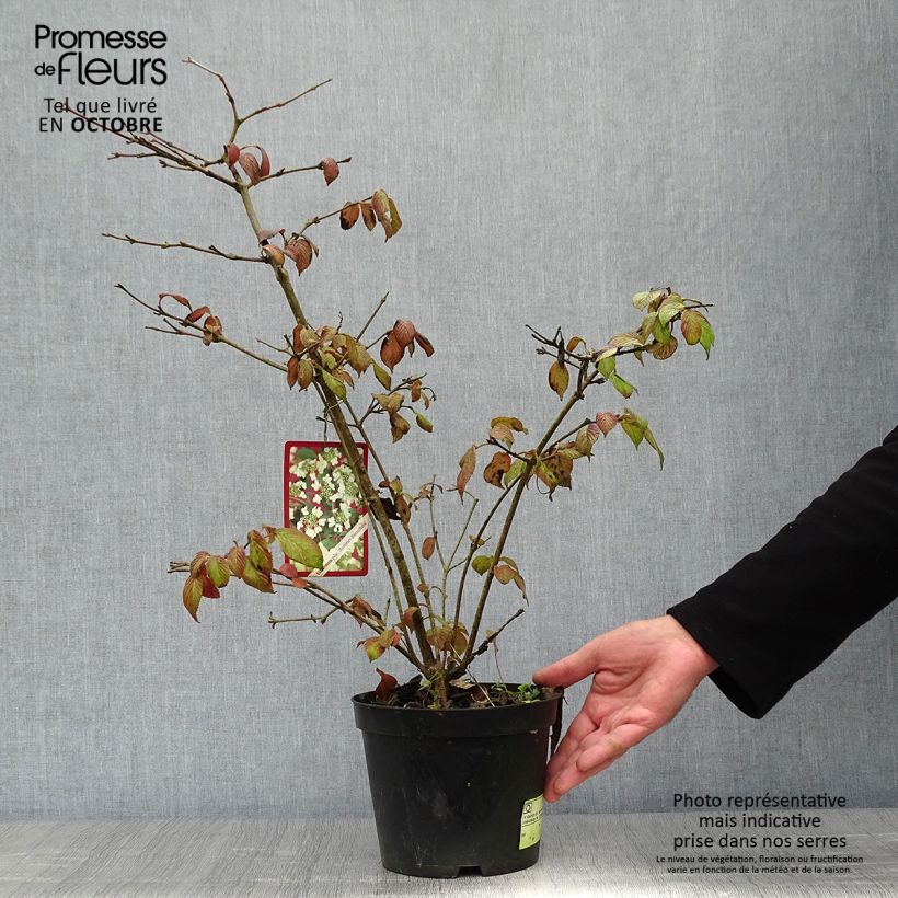 Exemplaar van Viburnum plicatum Summer Snow Flake - Japanse sneeuwbal Pot van 2 l/3 l zoals geleverd in de herfst