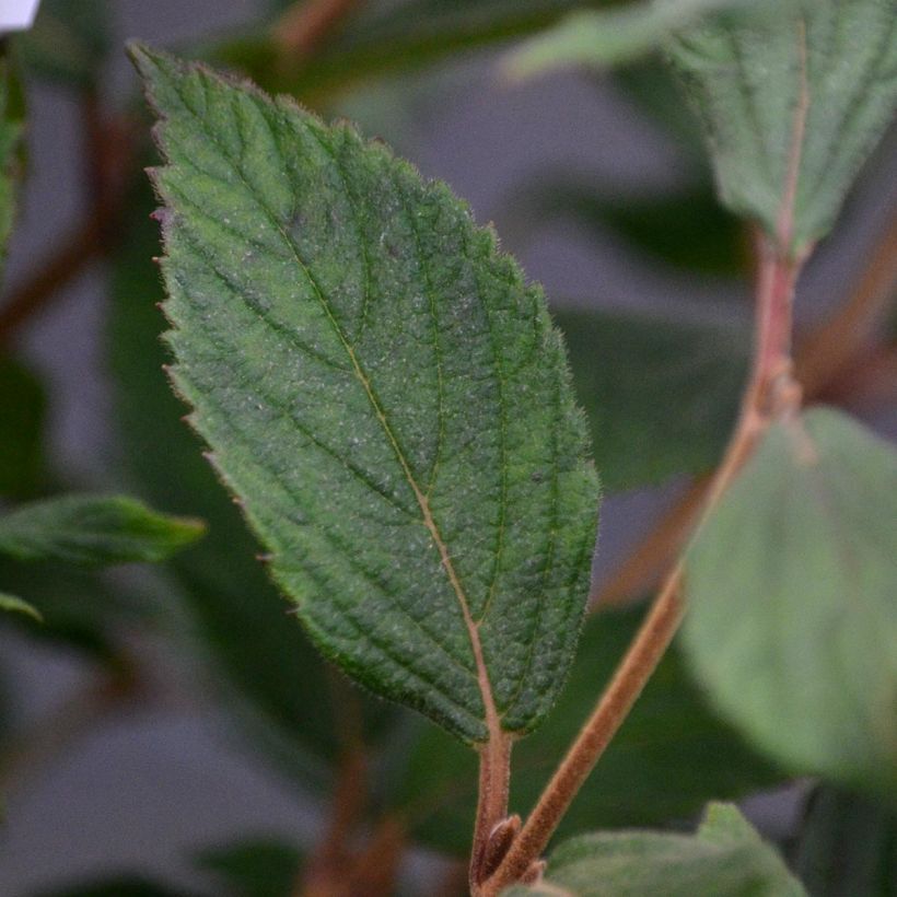 Viburnum plicatum Watanabe - Japanse sneeuwbal (Blad)