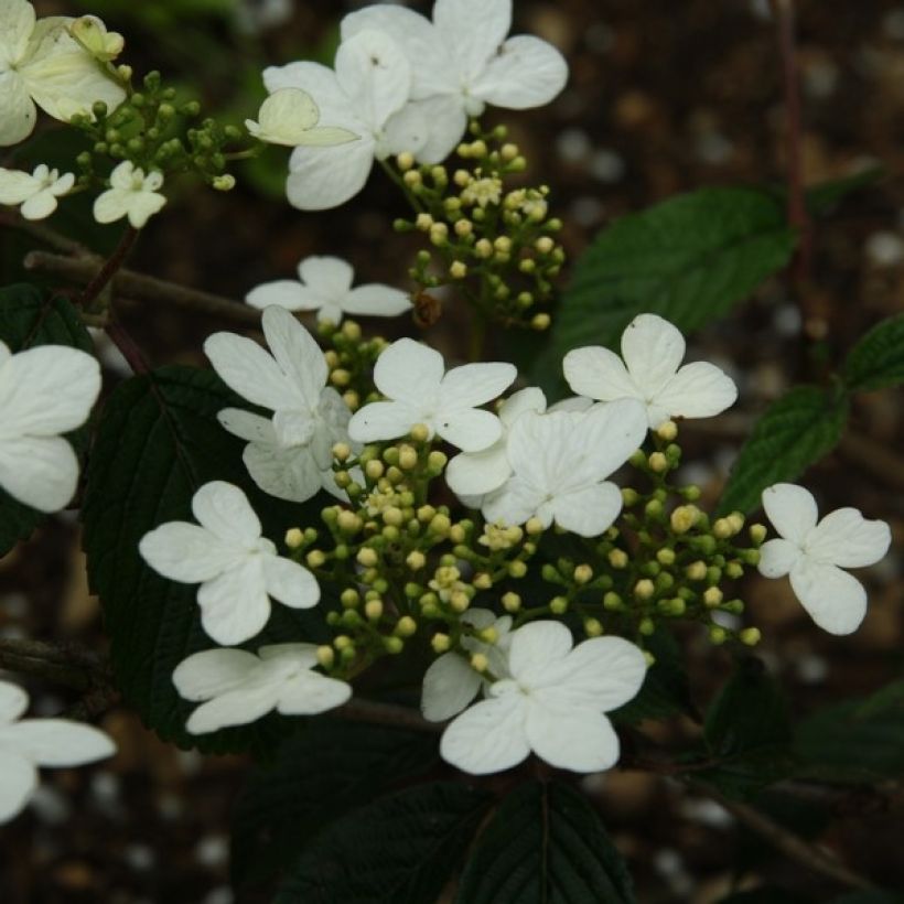 Viburnum plicatum Watanabe - Japanse sneeuwbal (Bloei)