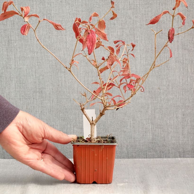 Exemplaar van Viorne - Viburnum plicatum Watanabe Godet de 8/9 cm zoals geleverd in de herfst