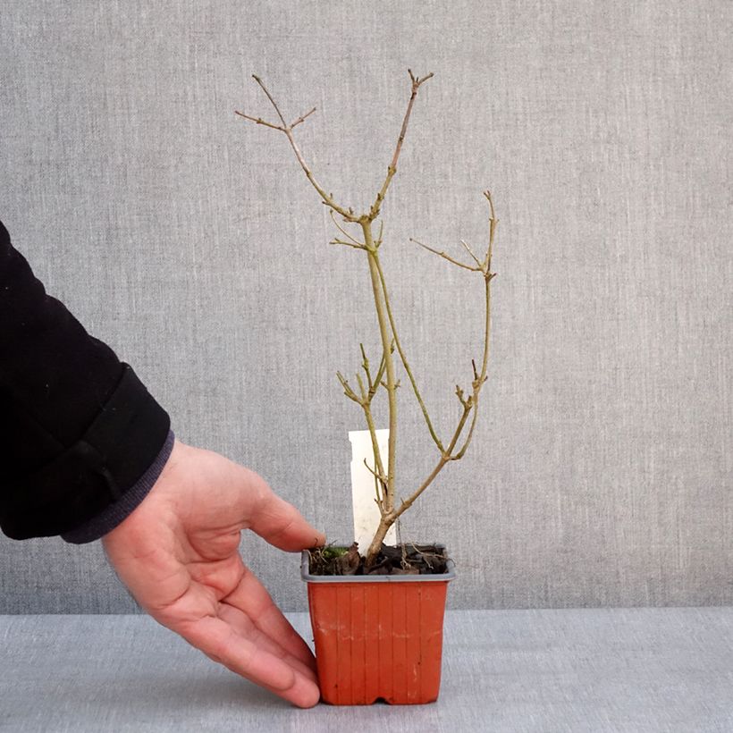 Exemplaar van Viorne - Viburnum plicatum Watanabe Godet de 8/9 cm zoals geleverd in de winter