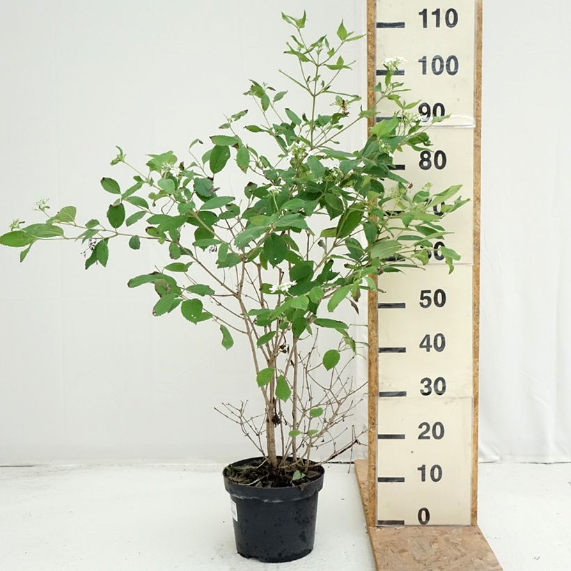 Exemplaar van Viburnum plicatum Watanabe - Japanse sneeuwbal Pot van 3 l/4 l zoals geleverd in de zomer