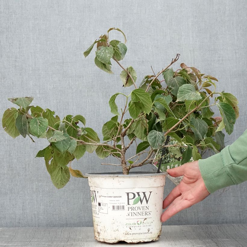 Exemplaar van Viburnum Shiny Dancer - Sneeuwbal Pot van 3 l/4 l zoals geleverd in de zomer