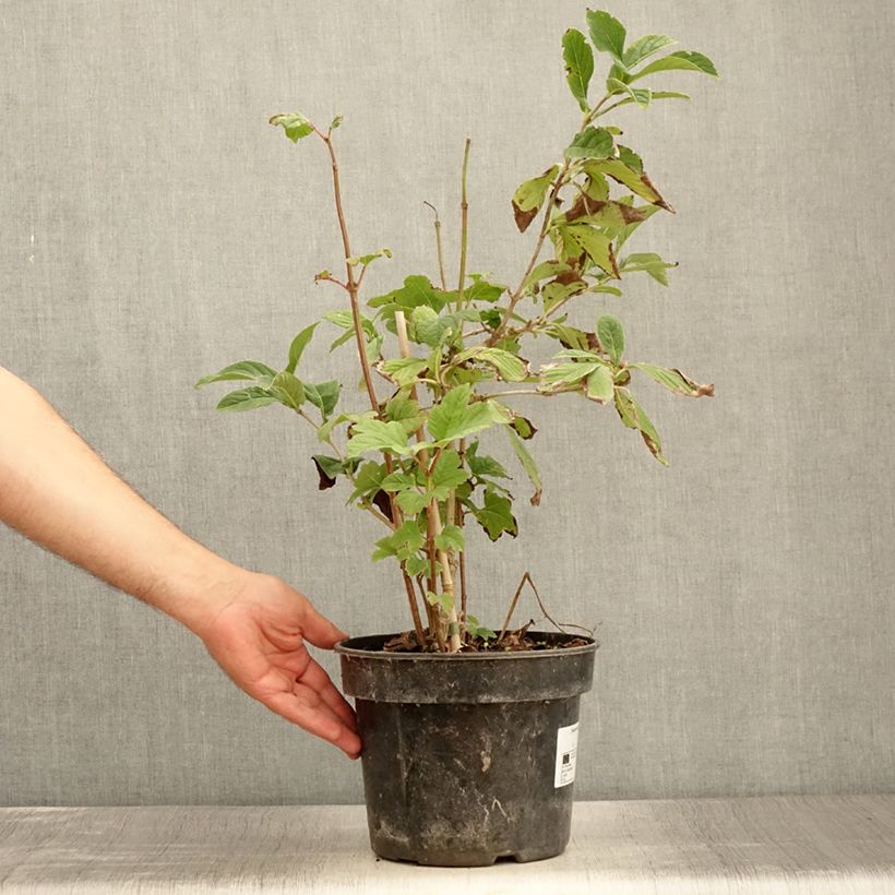 Exemplaar van Viburnum sieboldii Seneca - Siebolds sneeuwbal Pot van 4 l/5 l zoals geleverd in de zomer