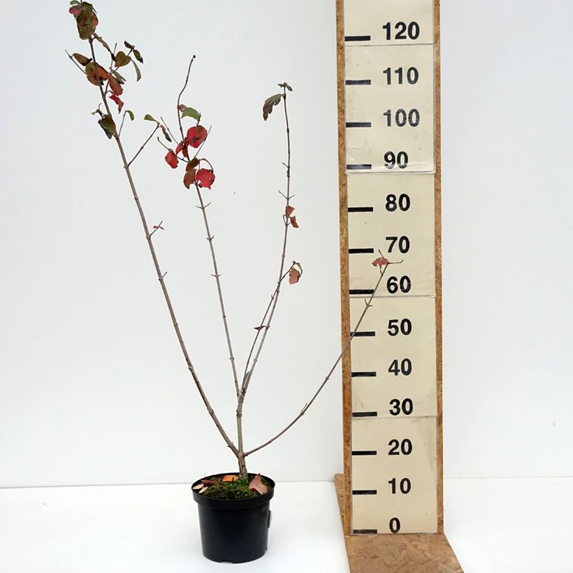 Exemplaar van Viburnum x carlcephalum - Sneeuwbal Pot van 3 l/4 l zoals geleverd in de herfst